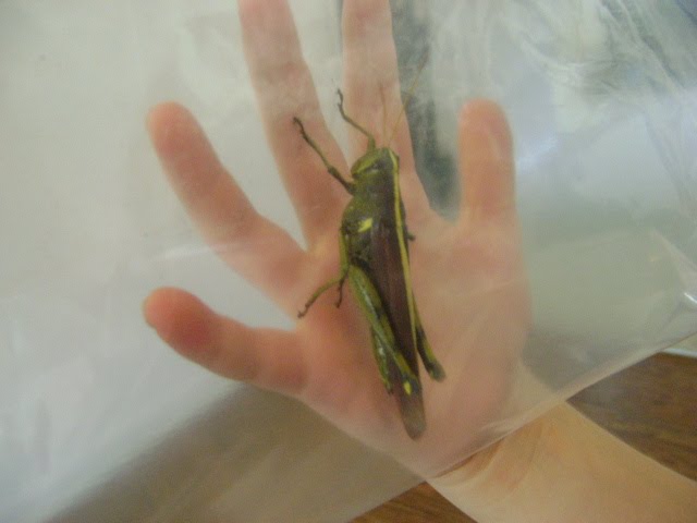 Grasshopper or Locust? | Harrington Hamronies