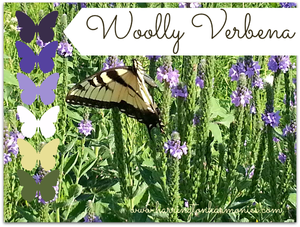 Color on the Kansas Prairie -Verbena Purple | Harrington Harmonies